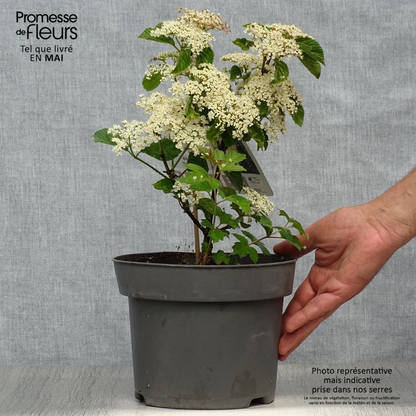 Exemplaar van Viburnum dilatatum Sealing Wax - Sneeuwbal Pot van 4 l/5 l zoals geleverd in de lente