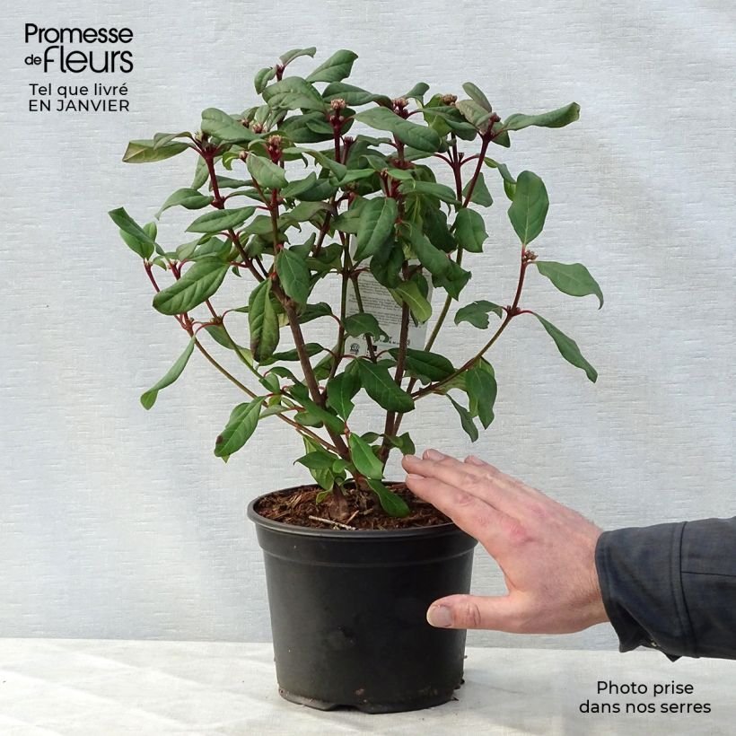 Example of Viorne - Viburnum globosum Jermyns Globe Pot van 3 l/4 l as you get in hiver