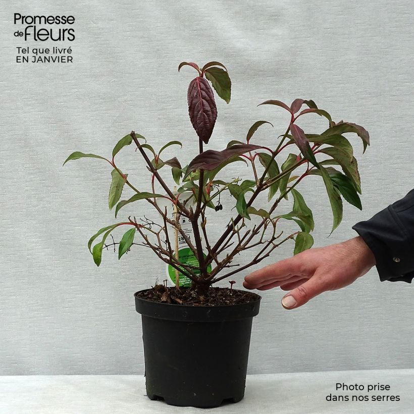 Example of Viorne - Viburnum hillieri Winton Pot van 3 l/4 l as you get in hiver