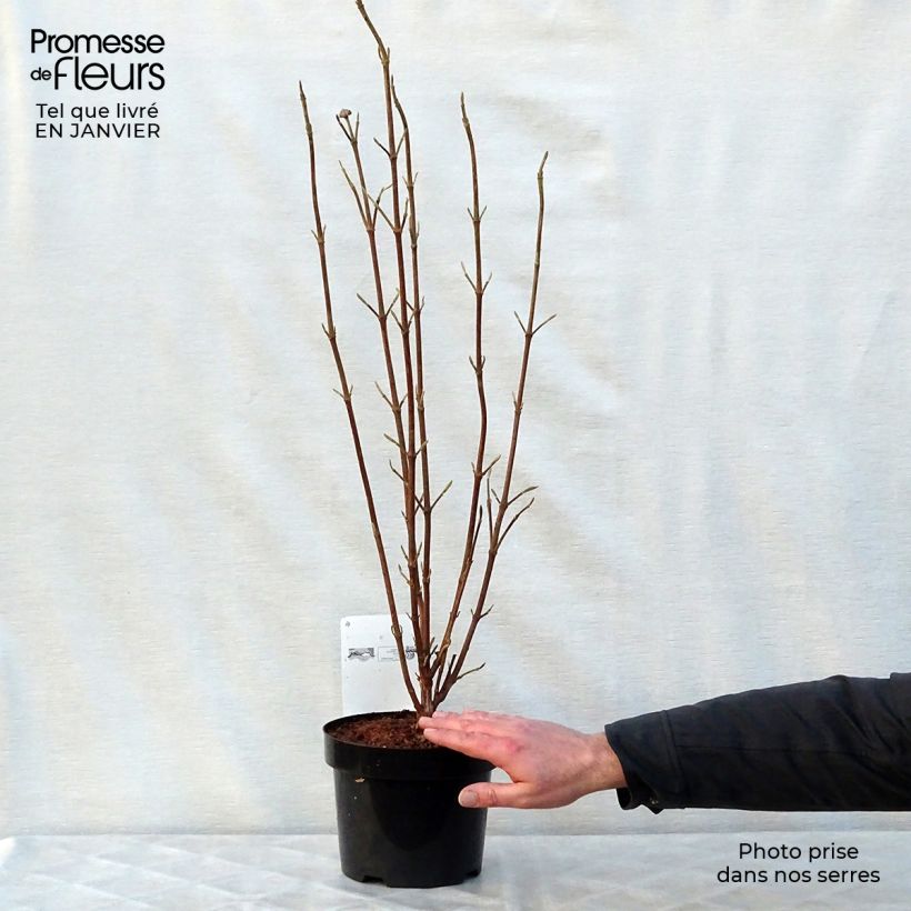 Example of Viorne lantane - Viburnum lantana Mohican Pot van 3 l/4 l as you get in hiver