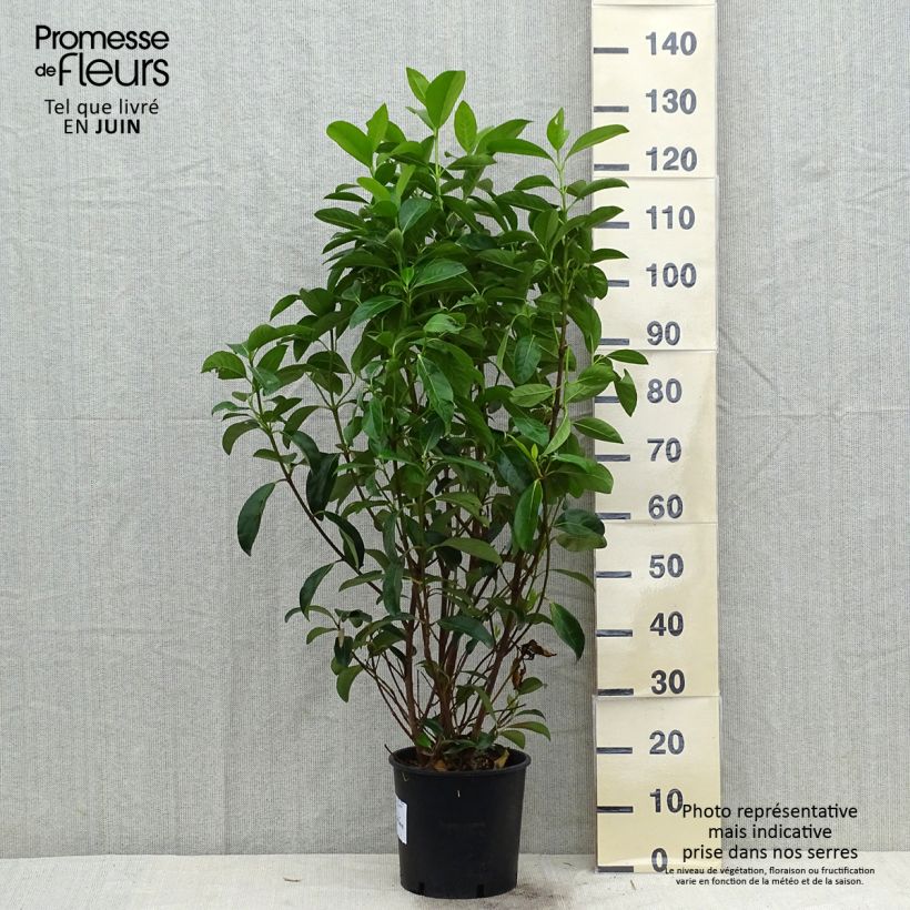 Exemplaar van Viburnum lucidum - Sneeuwbal Pot van 2 l/3 l zoals geleverd in de zomer