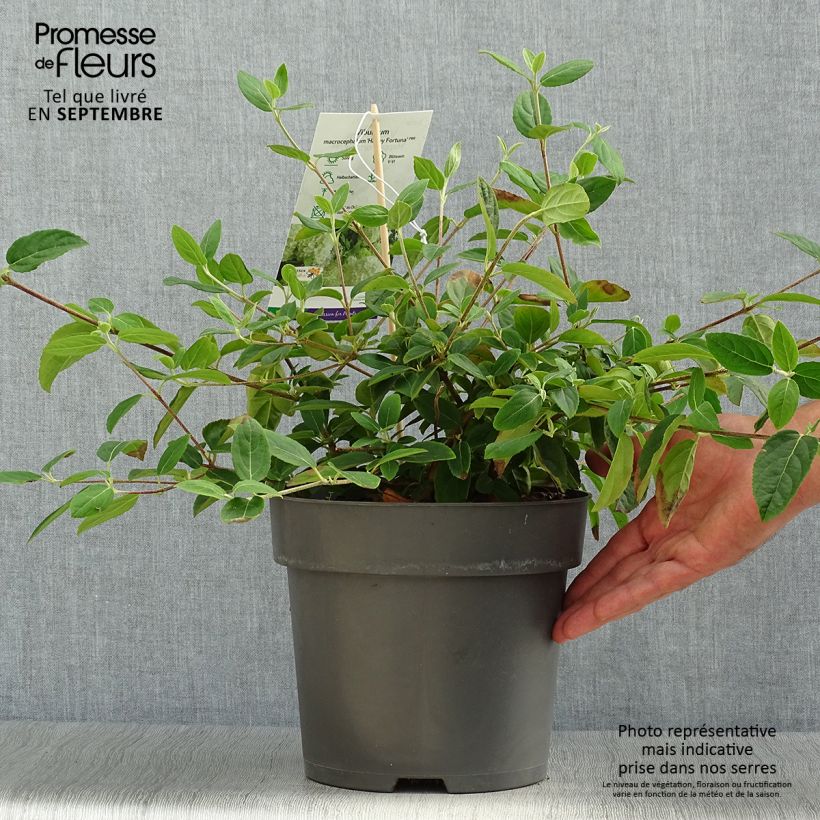 Exemplaar van Viburnum macrocephalum Happy Fortuna - Chinese sneeuwbal Pot van 3 l/4 l zoals geleverd in de herfst