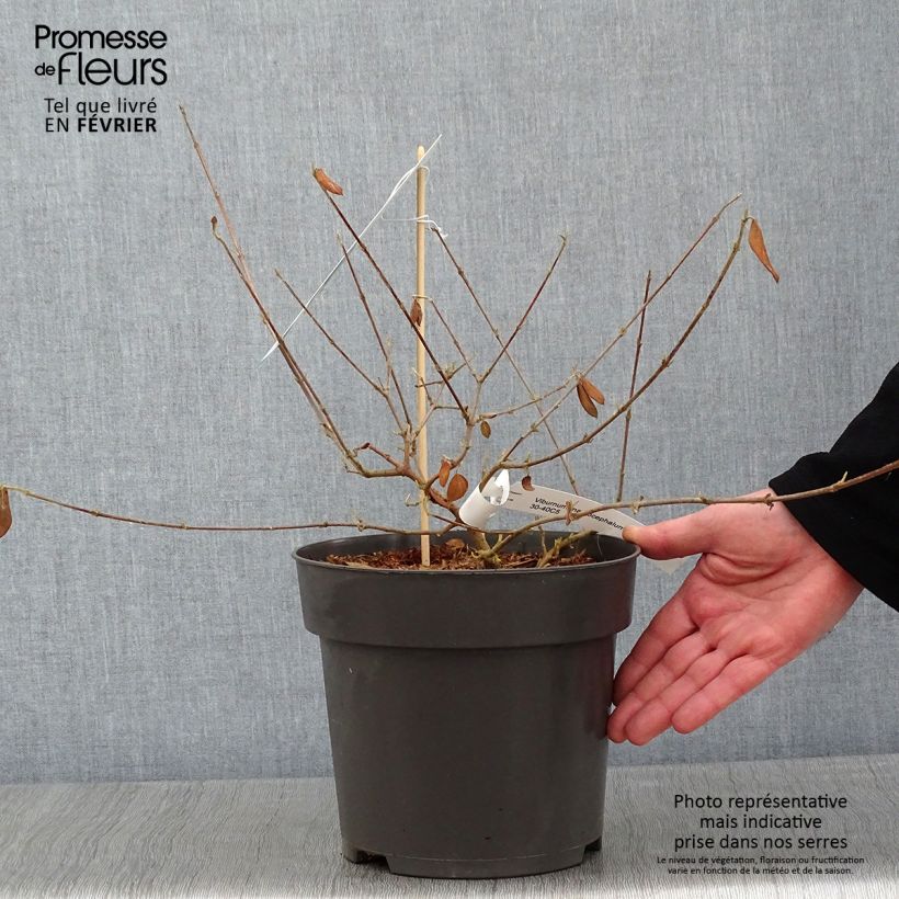 Example of Viburnum macrocephalum Happy Fortuna - Viorne à grosse tête Pot van 3 l/4 l as you get in hiver