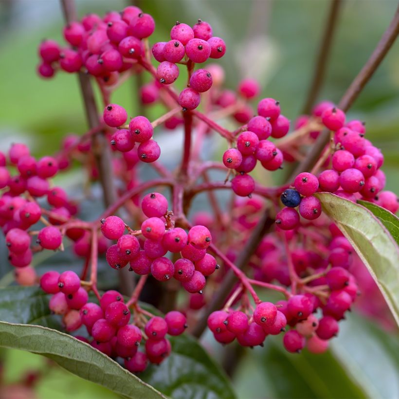 Viburnum nudum Brandywine - Sneeuwbal (Harvest)