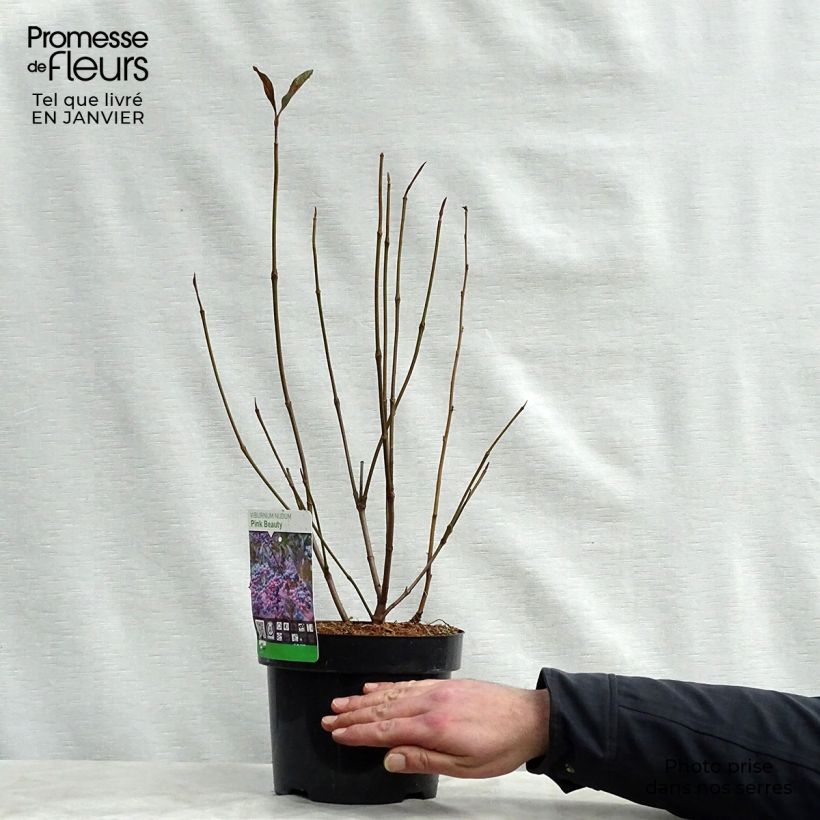 Example of Viorne - Viburnum nudum Pink Beauty Pot van 3 l/4 l as you get in hiver