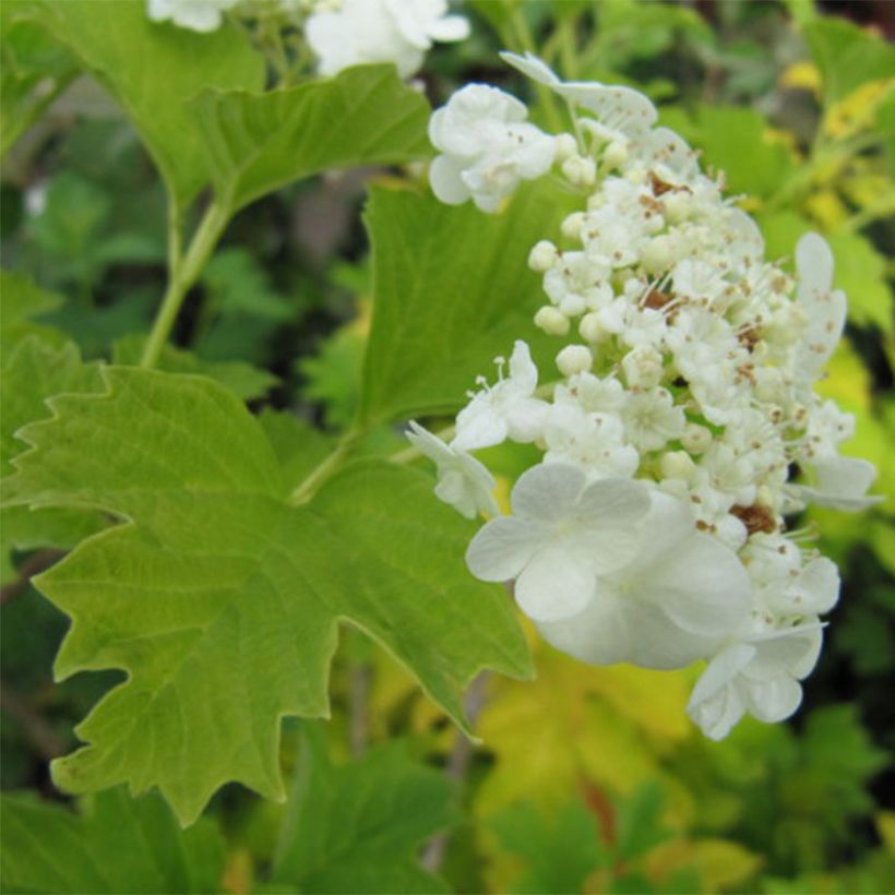 Viburnum opulus Xanthocarpum - Gelderse roos (Flowering)