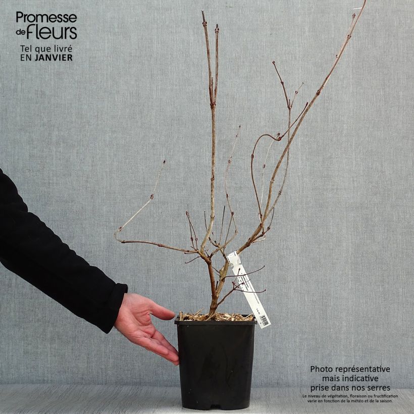 Example of Viburnum opulus Xanthocarpum - Viorne obier Pot van 3 l/4 l as you get in hiver