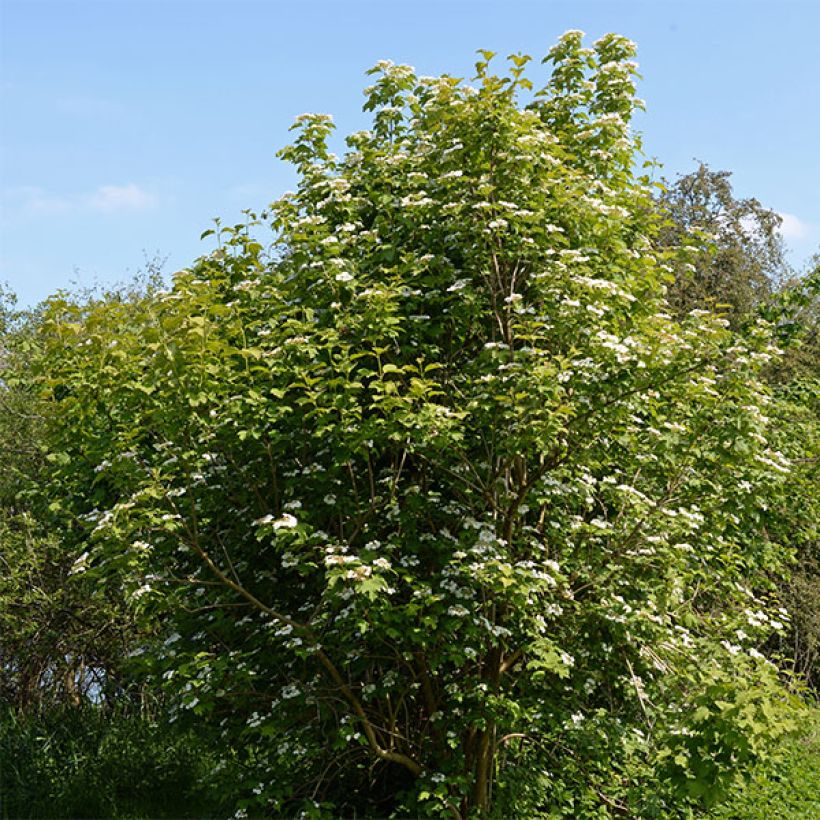 Viburnum opulus - Gelderse roos (Plant habit)