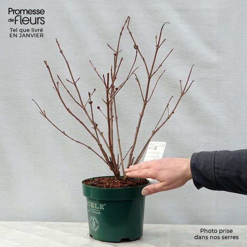 Example of Viorne - Viburnum plicatum Grandiflorum Pot van 2 l/3 l as you get in hiver