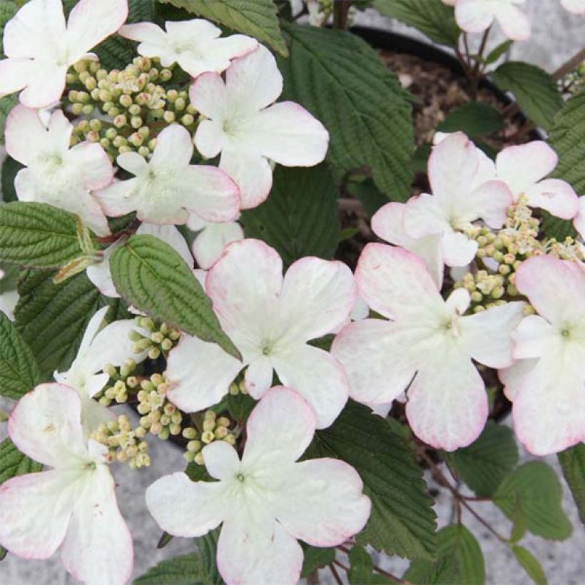 Viburnum plicatum Kilimanjaro Sunrise - Japanse sneeuwbal (Flowering)