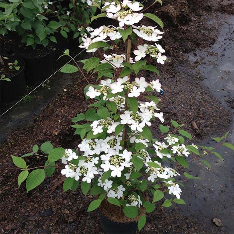 Viburnum plicatum Kilimanjaro Sunrise - Japanse sneeuwbal (Plant habit)