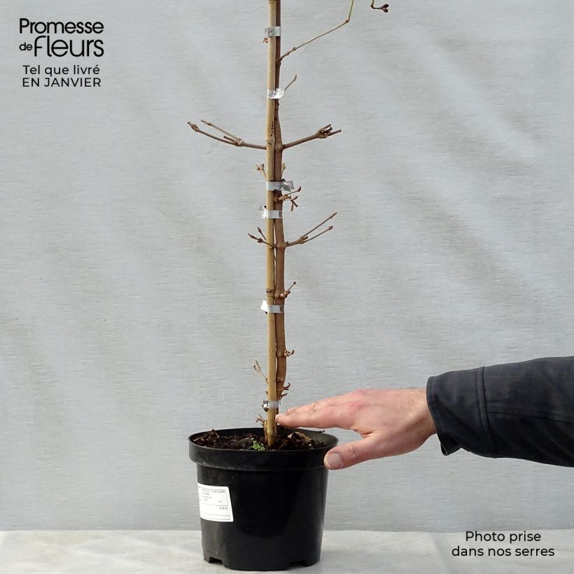 Example of Viorne de Chine - Viburnum plicatum Kilimanjaro Sunrise Pot van 2 l/3 l as you get in hiver