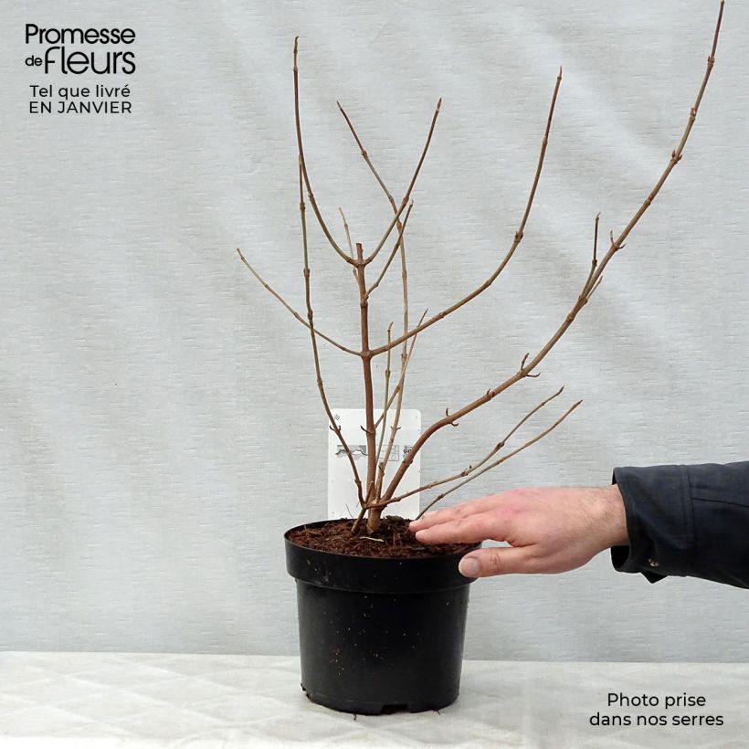 Example of Viorne de Chine - Viburnum plicatum Shasta Pot van 3 l/4 l as you get in hiver