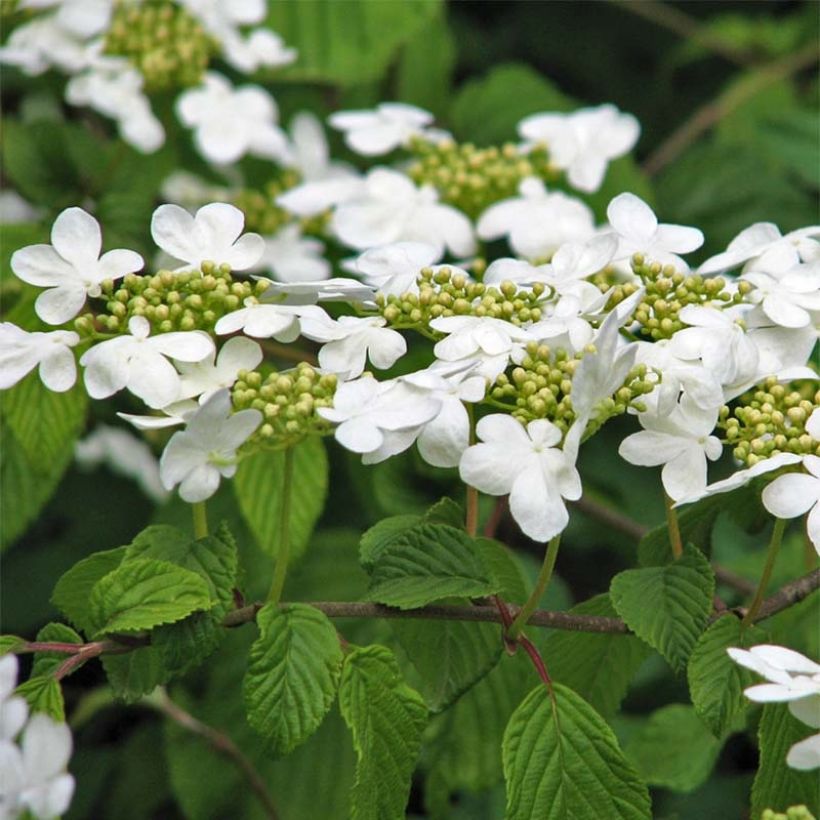 Viburnum plicatum Tomentosum - Japanse sneeuwbal (Flowering)