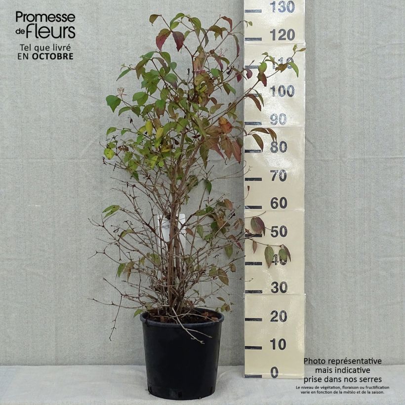 Exemplaar van Viburnum plicatum Watanabe - Japanse sneeuwbal Pot van 12 l/15 l zoals geleverd in de herfst