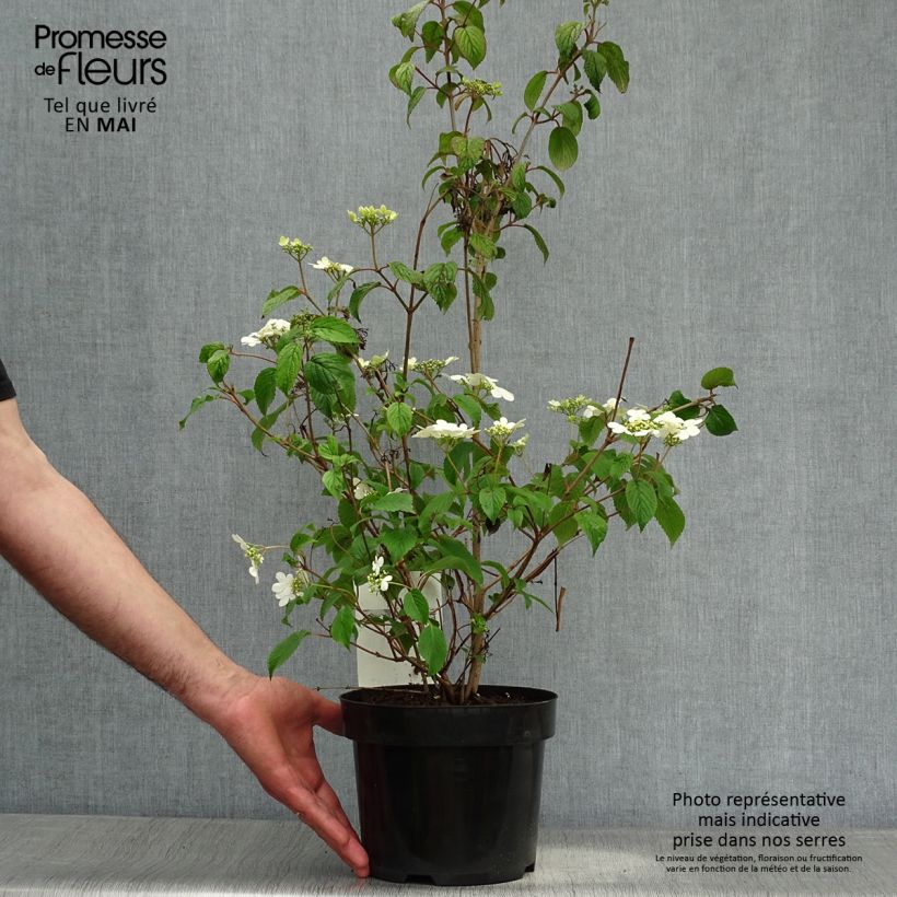 Exemplaar van Viburnum plicatum Watanabe - Japanse sneeuwbal Pot van 3 l/4 l zoals geleverd in de lente