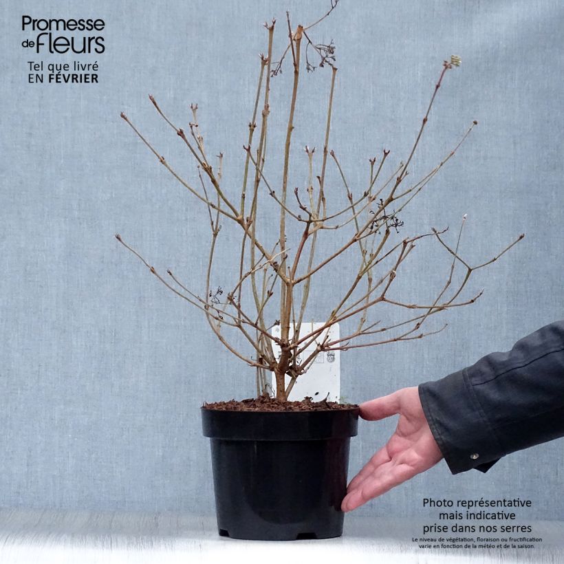 Example of Viorne - Viburnum plicatum Watanabe Pot van 3 l/4 l as you get in hiver