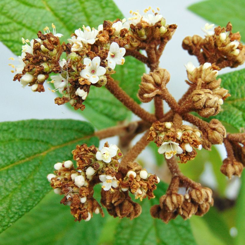 Viburnum rhytidophyllum - Sneeuwbal (Flowering)