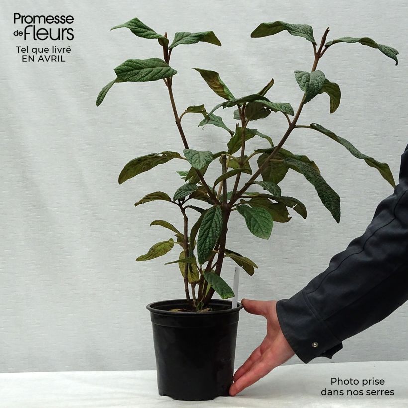 Exemplaar van Viburnum rhytidophyllum - Sneeuwbal Pot van 2 l/3 l zoals geleverd in de lente