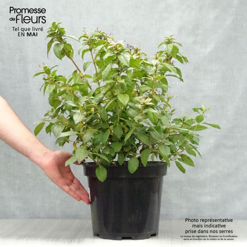 Example of Viburnum sargentii Onondaga - Viorne  Pot van 18 l/20 l as you get in printemps