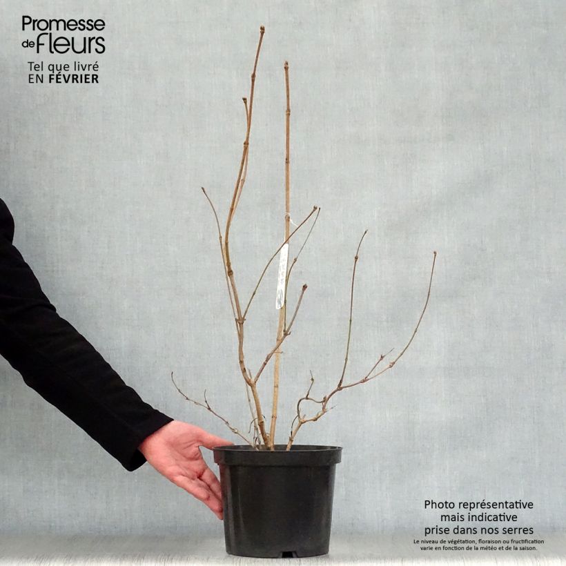 Example of Viburnum sargentii Onondaga - Viorne  Pot van 2 l/3 l as you get in hiver