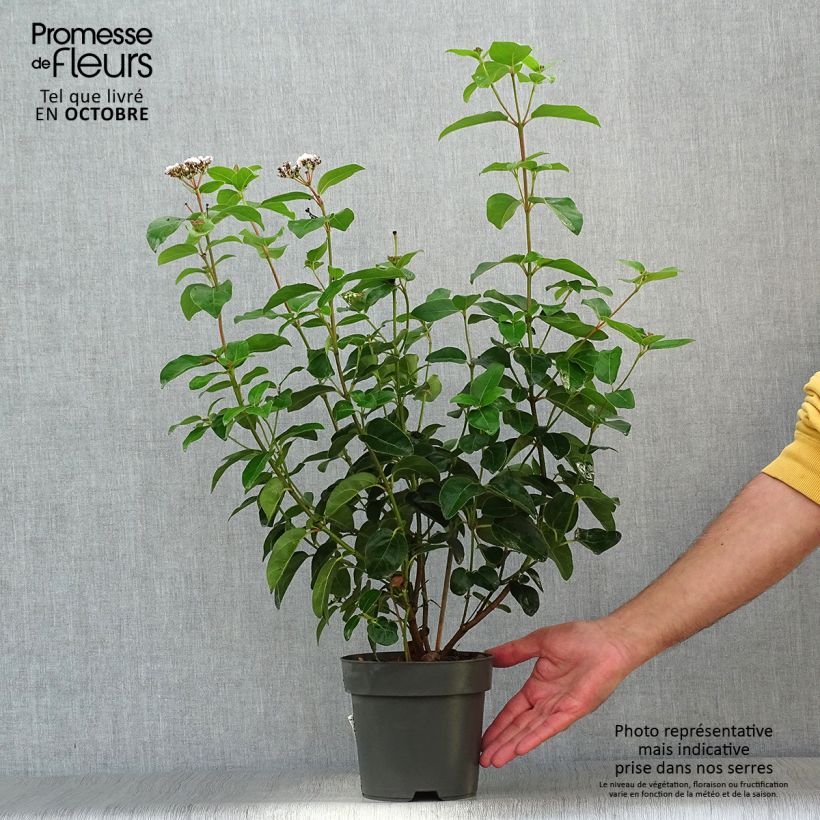 Exemplaar van Viburnum tinus Eve Price - Lauriersneeuwbal Pot van 2 l/3 l zoals geleverd in de herfst