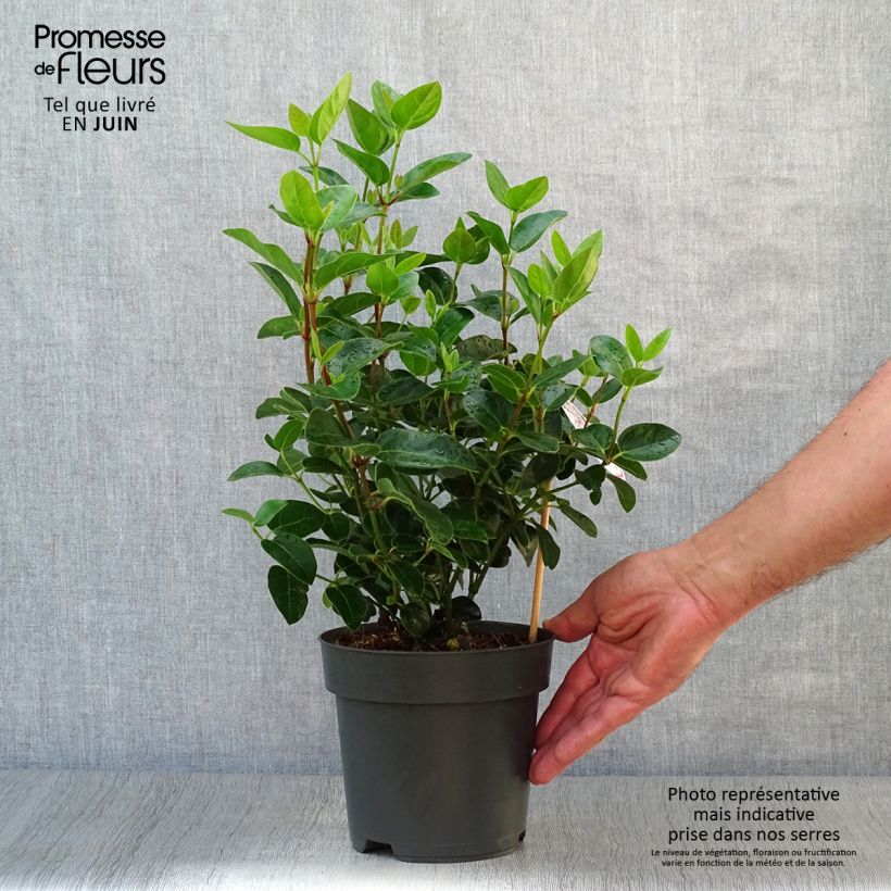 Exemplaar van Viburnum tinus Eve Price - Lauriersneeuwbal Pot van 2 l/3 l zoals geleverd in de zomer