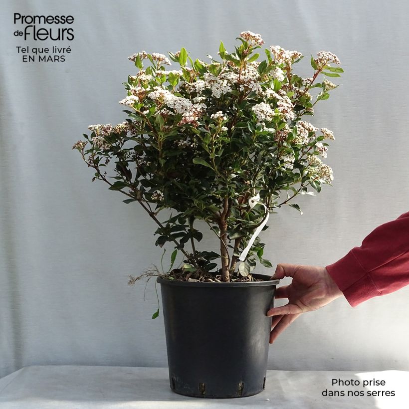 Example of Viburnum tinus Eve Price - Laurier tin Pot van 7,5 l/10 l as you get in hiver