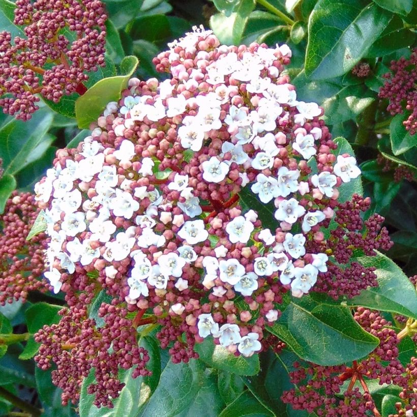 Viburnum tinus Gwenllian - Lauriersneeuwbal (Flowering)