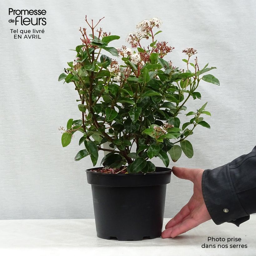 Exemplaar van Viburnum tinus Lisarose - Lauriersneeuwbal Pot van 3 l/4 l zoals geleverd in de lente