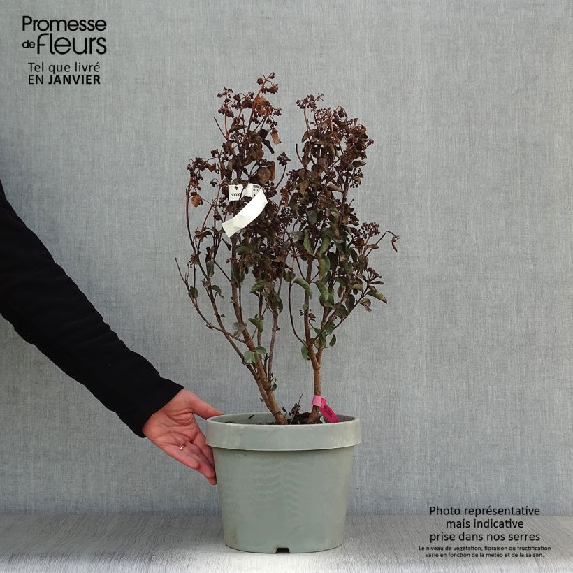 Example of Viburnum tinus Lisarose - Laurier-tin rose Pot van 7,5 l/10 l as you get in hiver