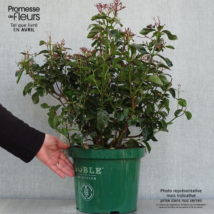 Exemplaar van Viburnum tinus Lisarose - Lauriersneeuwbal Pot van 7,5 l/10 l zoals geleverd in de lente
