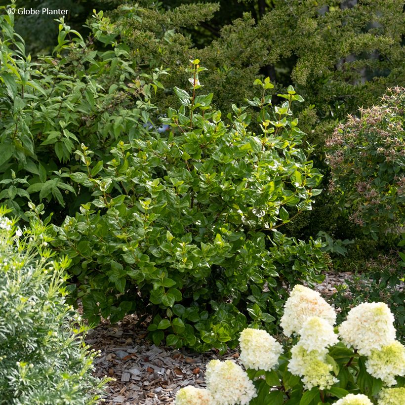 Viburnum tinus Rockn Rolla - Lauriersneeuwbal (Groeiplaats)