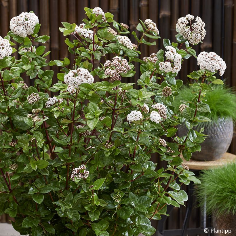 Viburnum tinus Rockn Rolla - Lauriersneeuwbal (Bloei)