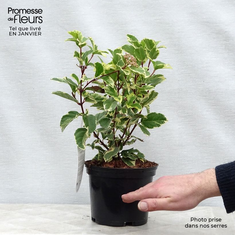 Example of Laurier Tin - Viburnum tinus Variegatum Pot van 2 l/3 l as you get in hiver