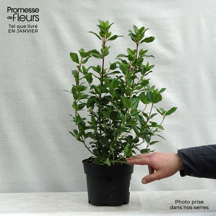 Example of Viorne, Laurier Tin - Viburnum tinus Pot van 2 l/3 l as you get in hiver