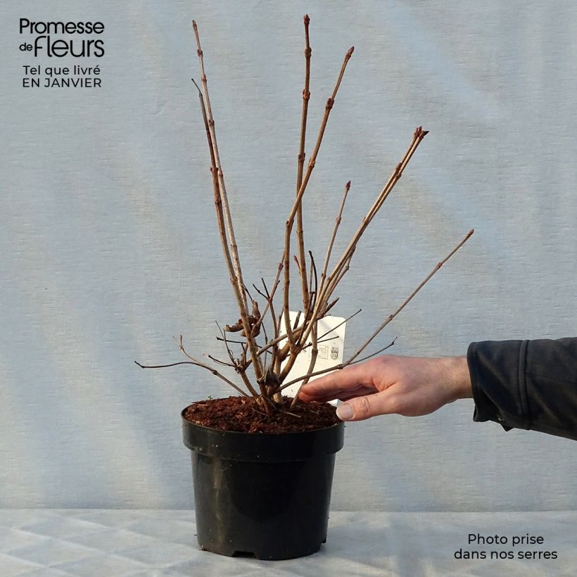 Example of Viburnum trilobum Wentworth - Sneeuwbal Pot van 3 l/4 l as you get in hiver