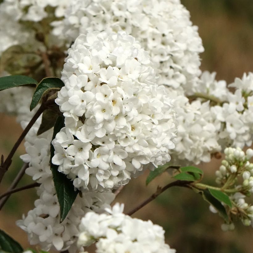 Viburnum Eskimo - Sneeuwbal (Bloei)