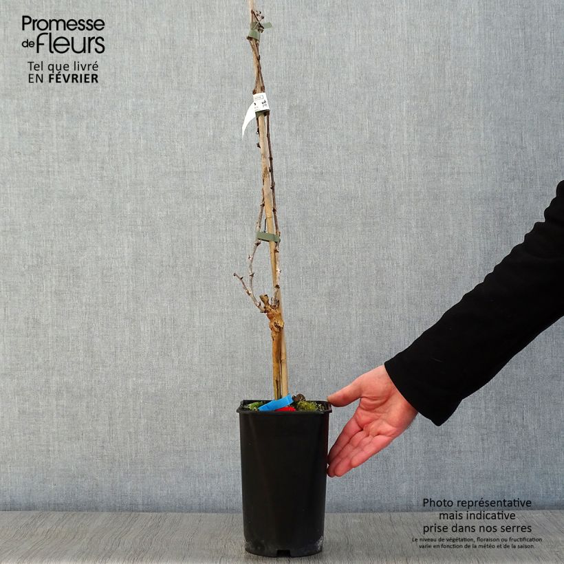 Exemplaar van Druif Alphonse Lavallée Pot van 1,5 l/2 l zoals geleverd in de winter