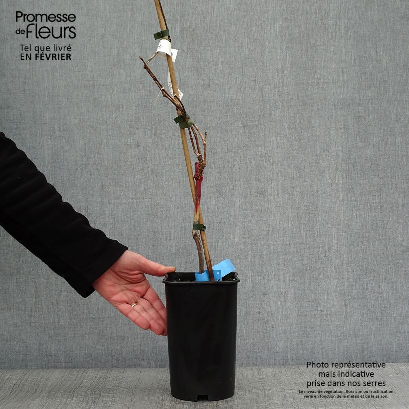 Exemplaar van Druif Ampelia Aladin Pot van 1,5 l/2 l zoals geleverd in de winter