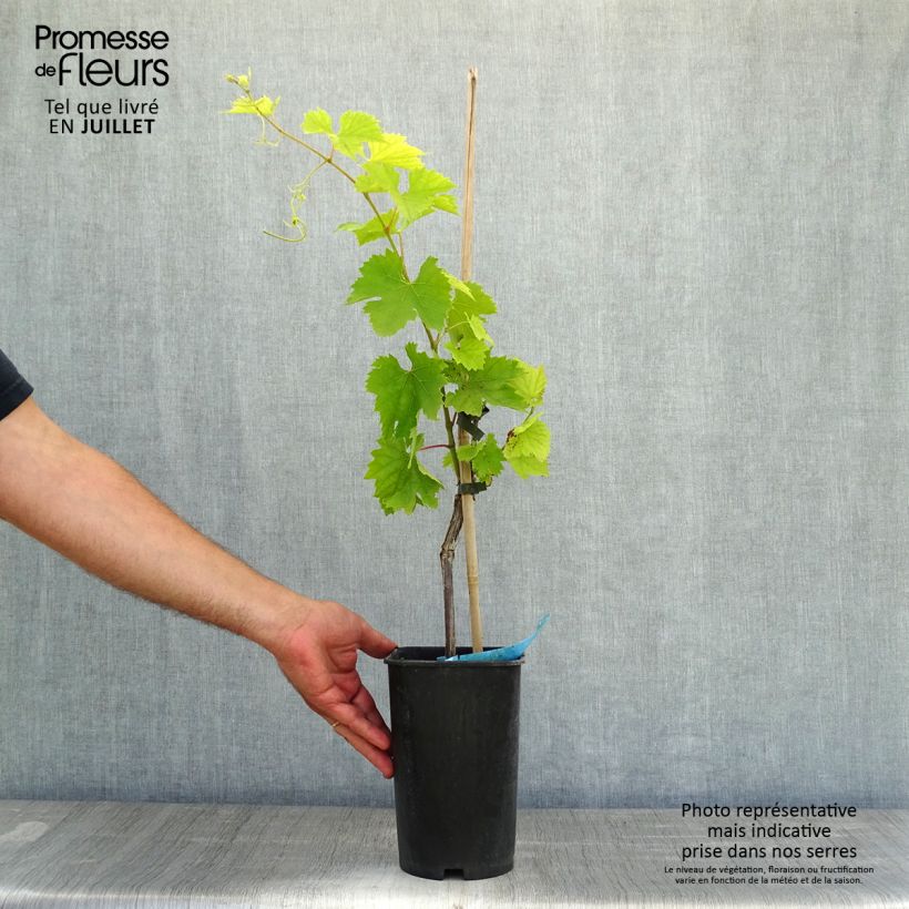 Exemplaar van Druif Amandin Pot van 2 l/3 l zoals geleverd in de zomer