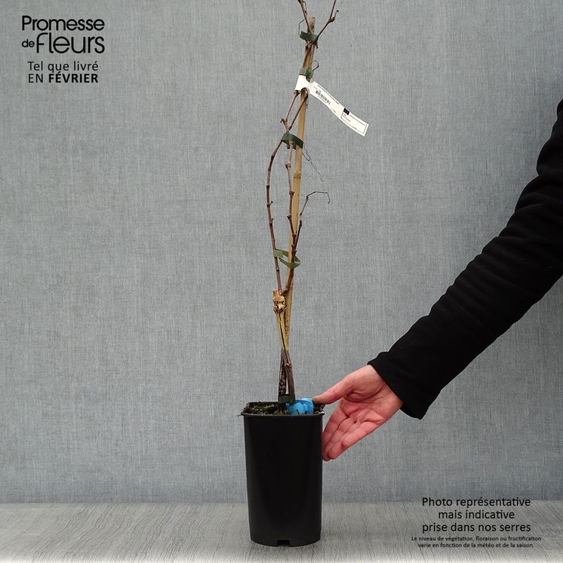 Exemplaar van Druif Amandin Pot van 2 l/3 l zoals geleverd in de winter