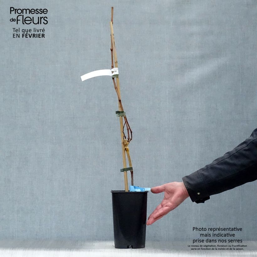 Exemplaar van Druif Ampelia Candin Pot van 1,5 l/2 l zoals geleverd in de winter