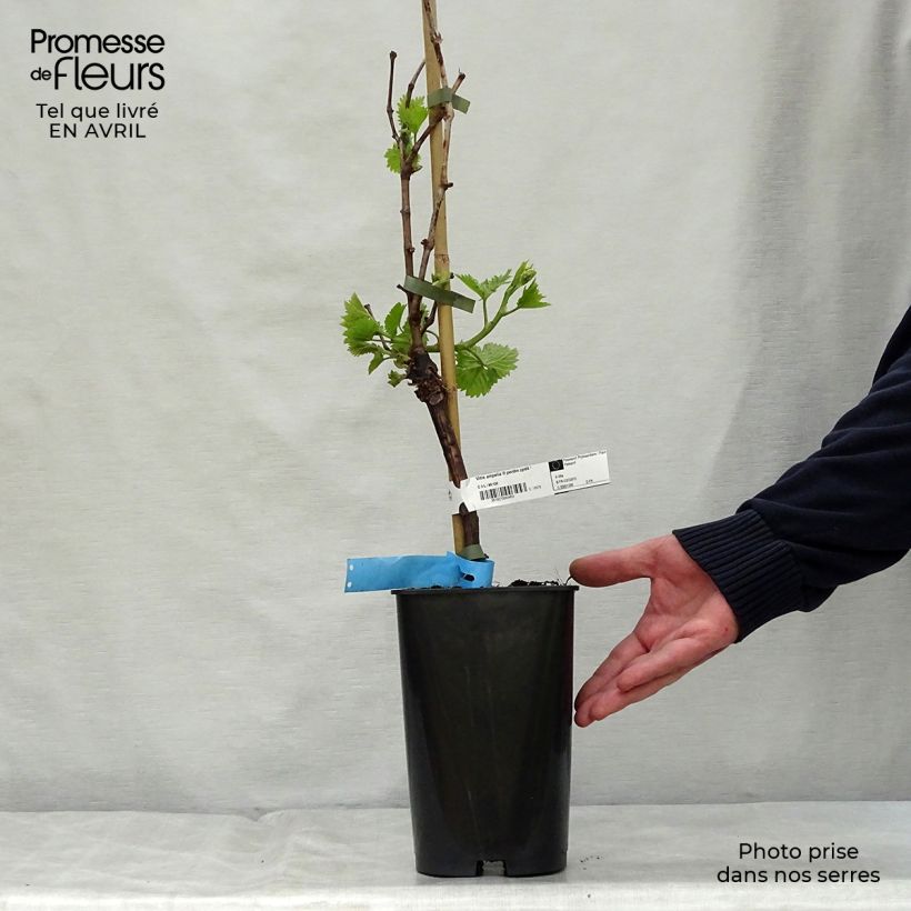 Exemplaar van Druif Ampelia Perdin Pot van 1,5 l/2 l zoals geleverd in de lente