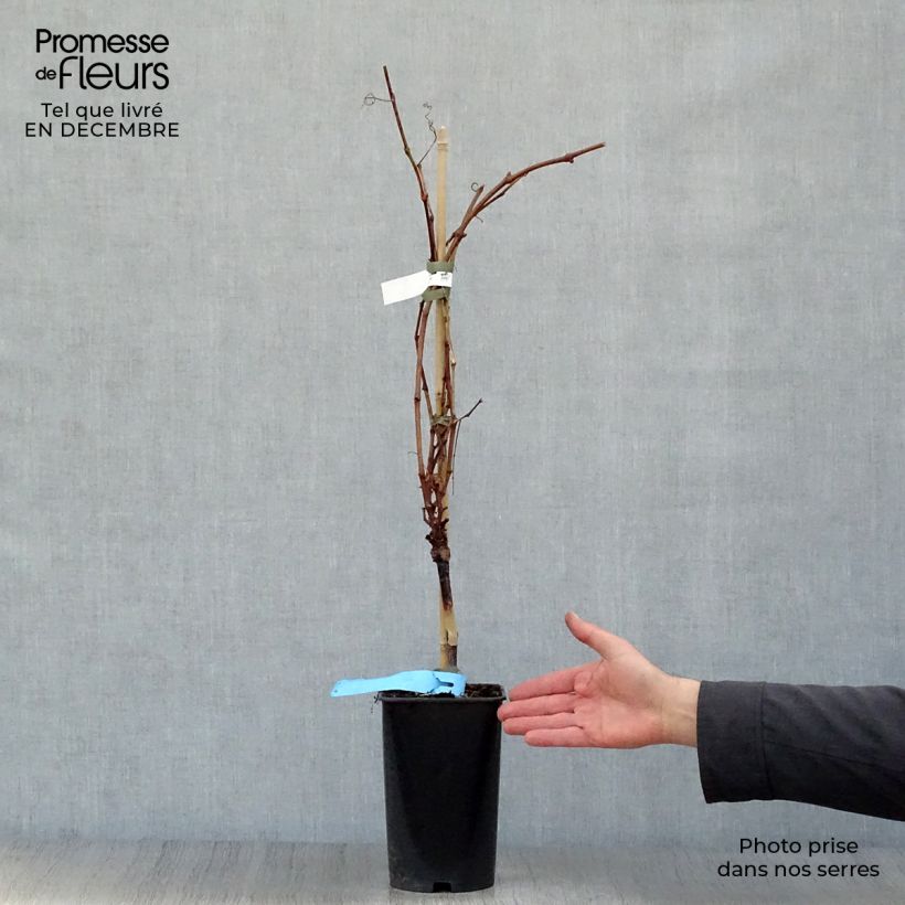 Exemplaar van Druif Ampelia Perdin Pot van 1,5 l/2 l zoals geleverd in de winter