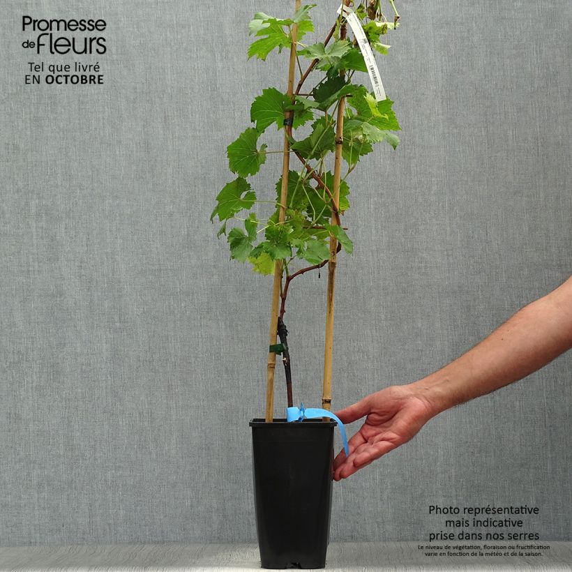 Exemplaar van Druif Ampelia Perdin Pot van 1,5 l/2 l zoals geleverd in de herfst
