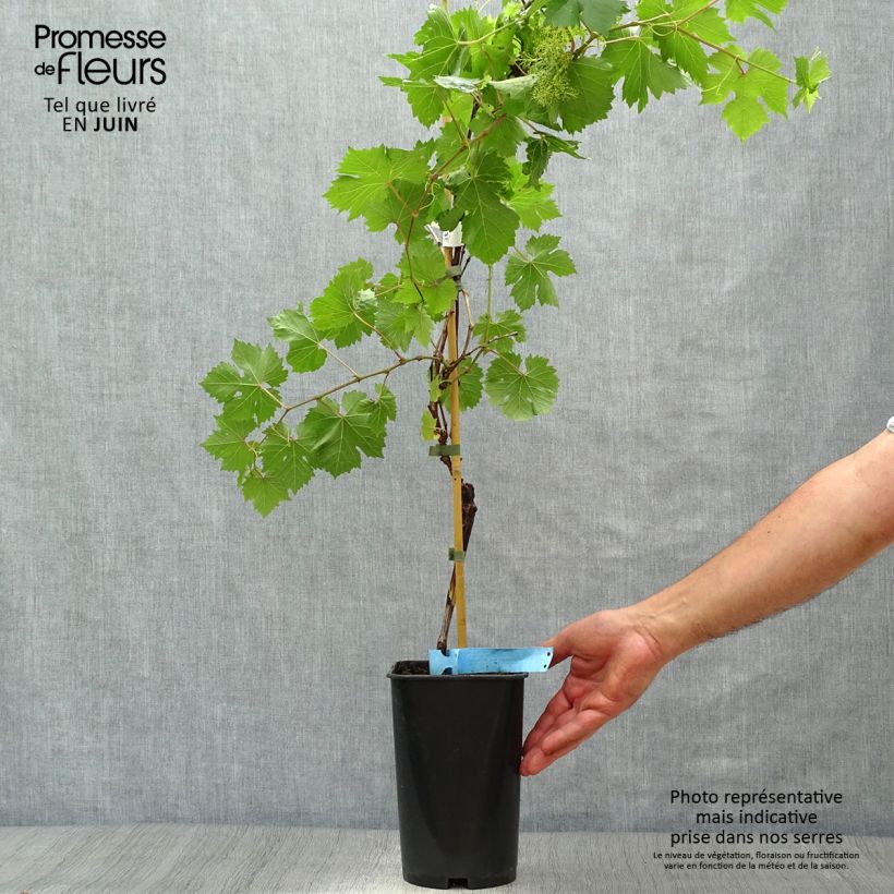Exemplaar van Druif Ampelia Perdin Pot van 1,5 l/2 l zoals geleverd in de zomer