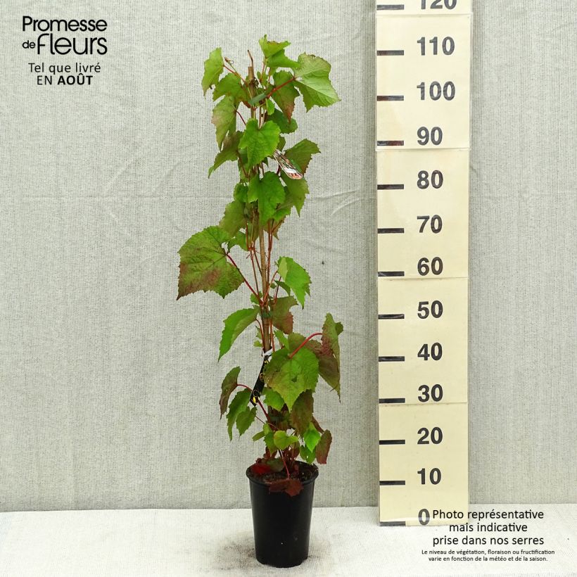 Exemplaar van Amoerdruif - Vitis amurensis Pot van 3 l/4 l zoals geleverd in de zomer