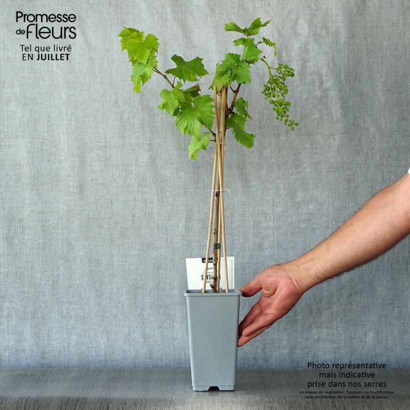 Exemplaar van Witte druif Bianca Pot van 1,5 l/2 l zoals geleverd in de zomer
