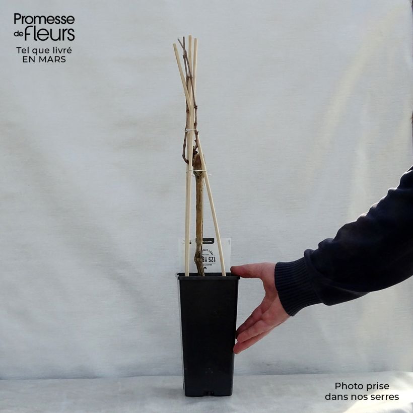 Exemplaar van Vitis Boskoop Glory - Wijnstok Pot van 1,5 l/2 l zoals geleverd in de lente